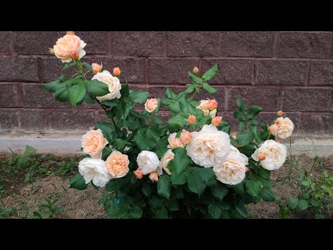 Видео: Розы в Подмосковье. Отвечаю на вопросы про мой сад 🌹