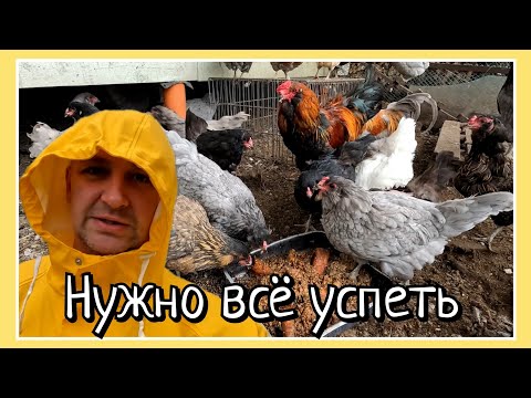 Видео: Готовим хозяйство к зиме / Несушки ушли в запой / Сезон виноделия начат