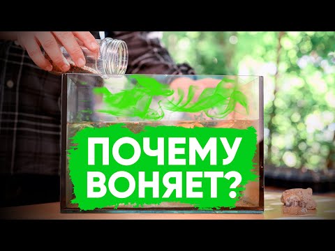 Видео: 8 причин неприятного запаха из аквариума