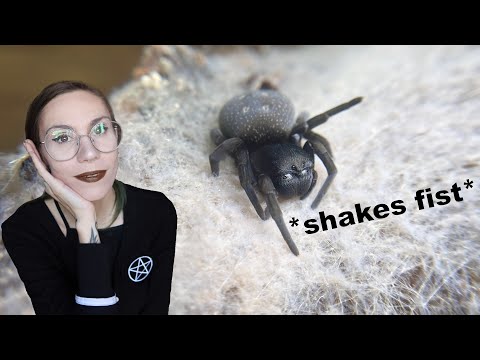 Видео: СВЕТЛЫЙ БАРХАТНЫЙ ПАУК - Среда - Наконец-то получает КРАСИВЫЙ НОВЫЙ ТЕРРИТОРИЙ