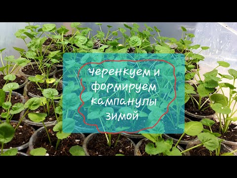 Видео: Кампанулы. Режу и режу 😉😁!!!