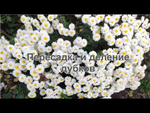 Видео: Как  делить и пересаживать хризантемы-дубки осенью