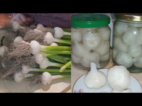 Видео: Չհասունացած #սխտորի# թթու։Как засолить молодой чеснок.Յուրահատուկ պատրաստման ընթացք։#խակ# սխտոր.
