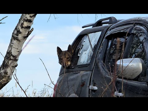 Видео: Многопородные на охоте 