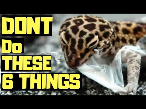 Видео: 6 РАСПРОСТРАНЕННЫХ ОШИБОК, КОТОРЫЕ СОВЕРШАЮТСЯ С ДЕТЕНКАМИ ЛЕОПАРДОВОГО ГЕККОНА
