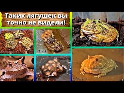 Видео: Таких лягушек вы точно не видели! Загадки PRO рогатки.