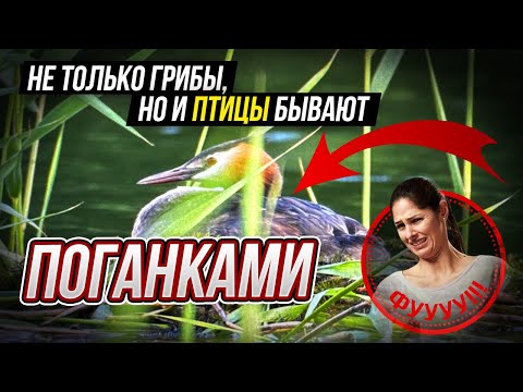 Видео: Поганки - что это за птицы и почему они так называются? Смотрите канал и Вы не будете разочарованы!