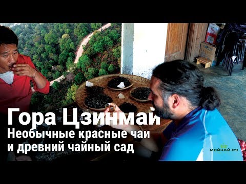 Видео: Чайная гора Цзинмай. Необычные красные чаи и древний чайный сад