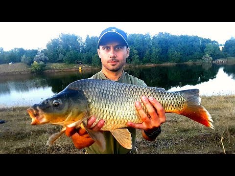 Видео: Ловля карпа на пруду в августе. Ловля карпа на горох. Снасть волосяная оснастка