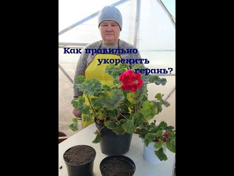 Видео: Как правильно укоренить герань.