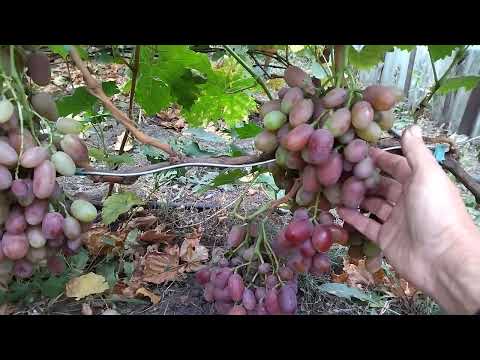 Видео: Гф Апполон Никопольский селекции Пысанки О. М.