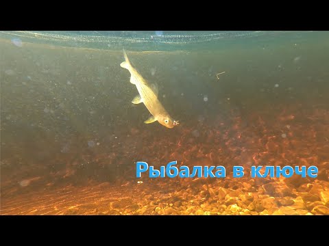 Видео: Рыбалка в микро речке НА ХАРИУСА/ Якутия!