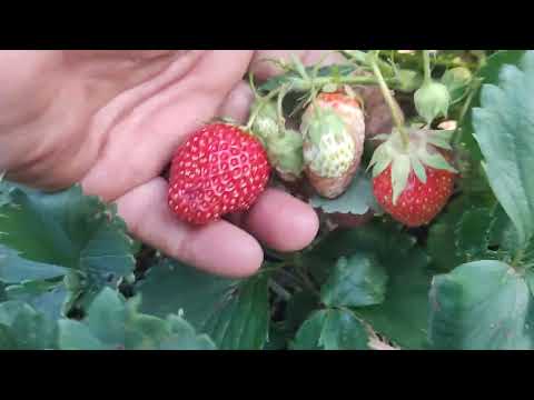 Видео: 🍓 Собираю урожай клубники