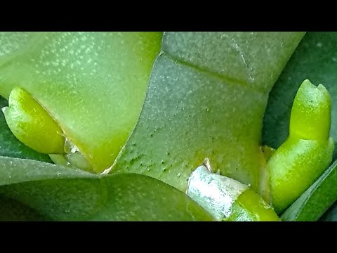 Видео: НАКАПАЙ орхидеи ЭТО! корни ПОВСЮДУ, цветоносы ПРОСНУТЬСЯ! ЙОД❤️ В ПОЛИВ орхидеи!