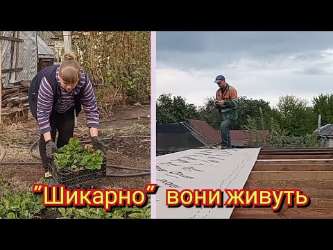 Видео: Всю полуницю пересадила. Кріпимо мембрану на дах .