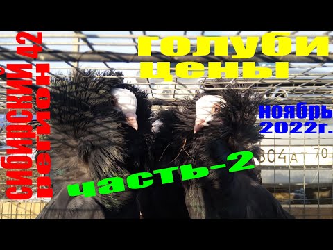 Видео: ГОЛУБИ,ЦЕНЫ в НОЯБРЕ-2022г.(часть 2)