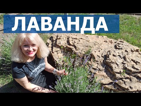 Видео: Лаванда посадка и уход. Все о лаванде