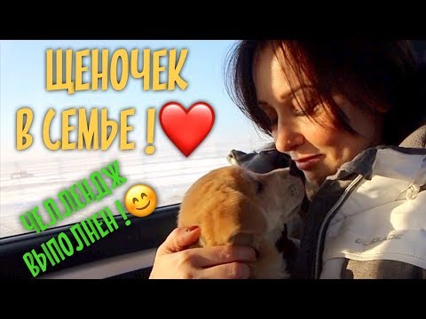 Видео: Щенок улетел в Москву. Новая счастливая история.❤️