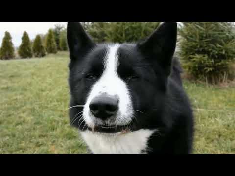 Видео: Карельская медвежья собака