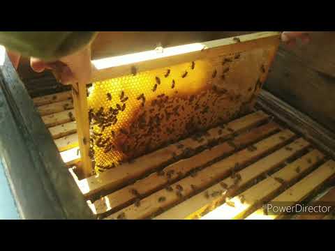 Видео: Пчелы не идут на магазин. Что делать?!