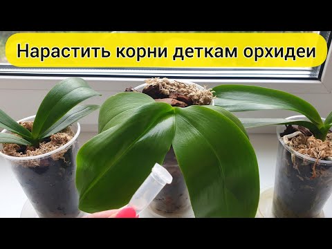 Видео: Надо так поливать ДЕТКУ ОРХИДЕИ для РОСТА КОРНЕЙ орхидей // СТИМУЛЯТОР НАРАСТИТЬ КОРНИ орхидеи