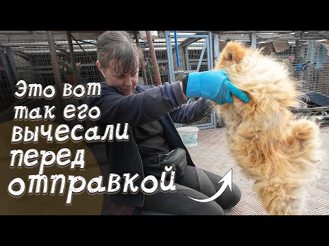 Видео: Отдали собаку под предлогом "У него Эпилепсия". Верим?!