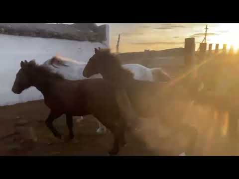 Видео: Соғым #жылқы #ет #лошади  #қазы #horse #youtubeshorts #animals #youtube #2025 #2026 