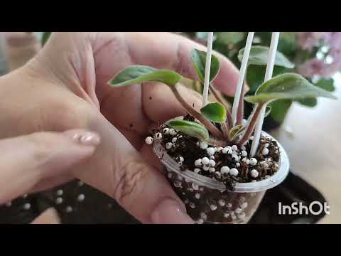 Видео: Посадка листовых черенков и пасынков фиалок.