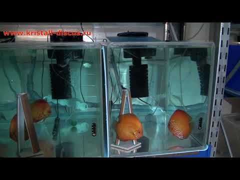 Видео: ДИСКУСЫ. Aquarists of Russia Чистый нерестовик.