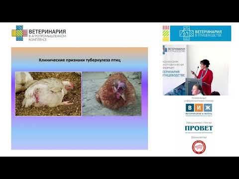 Видео: БУШМЕЛЁВА П. В. Туберкулез птиц. Особенности диагностики