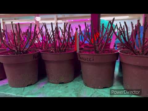 Видео: 10 января поставила метельчатые гортензии на черенок