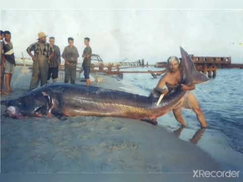 Видео: Бекдаш 5 класс вроде. Я в белых гольфах. Денис.