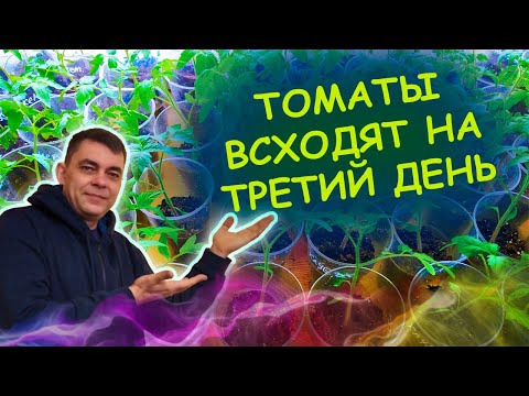 Видео: Сею всегда так! СЕМЕНА томатов прорастают мгновенно при такой посадке! Как посеять томаты на рассаду