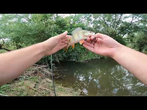Видео: ХОРОША ФОРЕЛЬ, ГОЛОВНІ ТА ОКУНІ! Риболовля на річці Бистриця-Надвірнянська