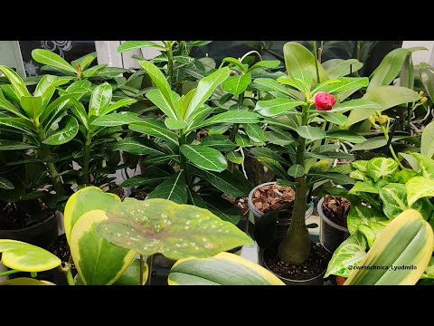 Видео: Сеянцы и пересадка взрослых адениумов #adenium #адениум #адениумуход #flowers