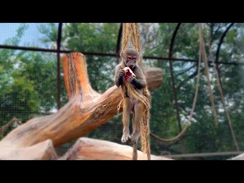 Видео: УМОРА! Люся СПАСАЕТ ПОДРУЖКУ от Джоника - ВЕГЕТАРИАНЦА! Люся с МЯСОМ НА КАНАТЕ - убежала от носух!