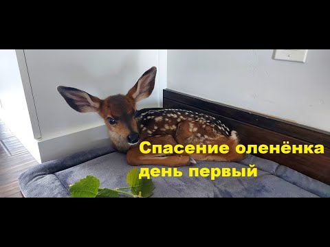 Видео: Спасение оленёнка   день первый - новый дом.