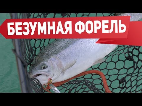 Видео: Безумная форель! Ловим форель весной на платнике.