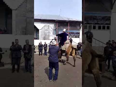 Видео: навруз кошой