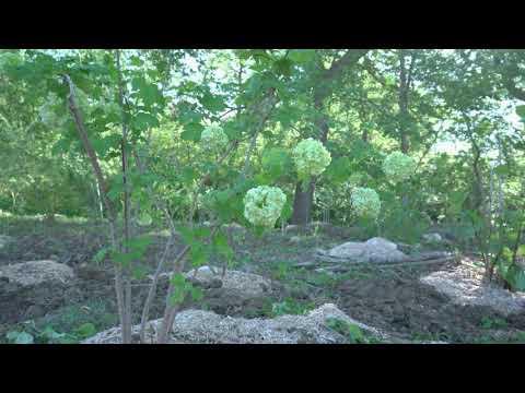 Видео: Виноград в тени. Акебия. Лесосад. Пермакультура