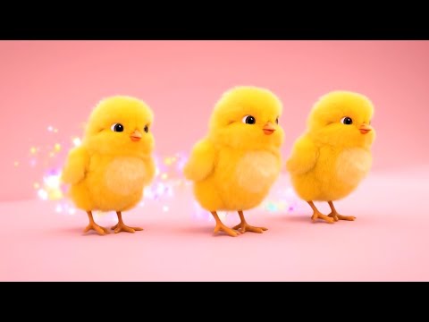 Видео: Маленькие цыплята посещают городской зооп