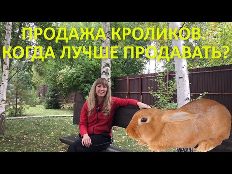 Видео: Сколько съедает кролик в три месяца? Кролики содержание. Когда забивать кролика?