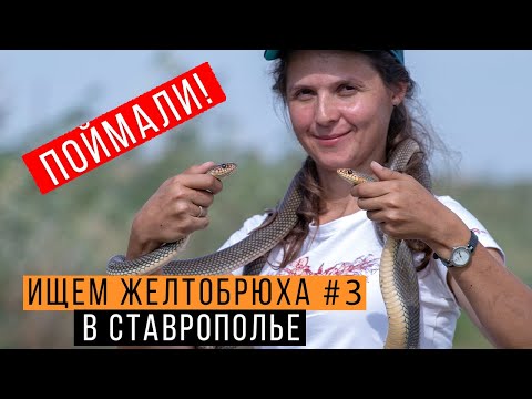 Видео: Ловим ГИГАНТСКОГО желтобрюха #3 — ПОЙМАЛИ! / Калмыкия и Ставрополье / Змеелов - ученый