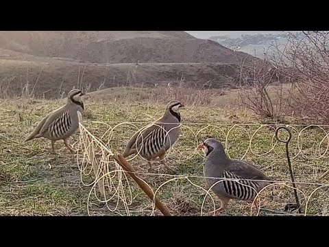 Видео: 4 октября 2025 г.