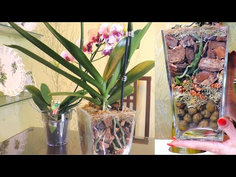 Видео: Закрытая система для орхидеи. Посадка.