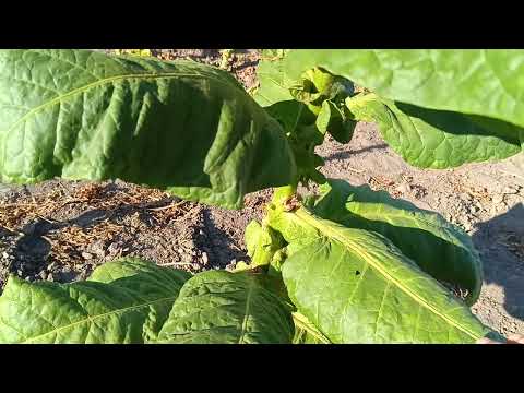 Видео: Табак  Завершение сезона 2024г