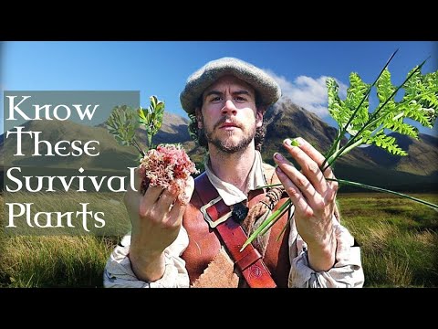 Видео: 5 РАСТЕНИЙ, ПОМОГАЮЩИХ ВЫЖИВАТЬ, КОТОРЫЕ ЗНАЛ КАЖДЫЙ ГАЙЛЕНДЕР