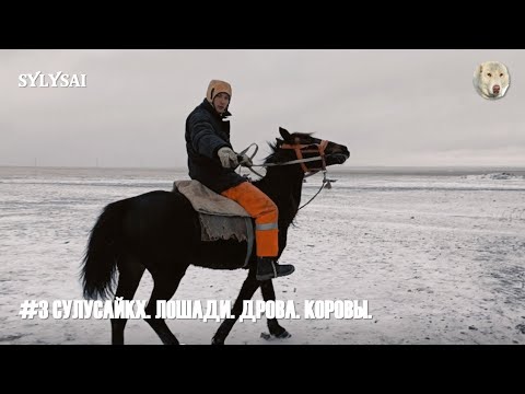 Видео: #3 СУЛУСАЙКХ. ЛОШАДИ. ДРОВА. КОРОВЫ.