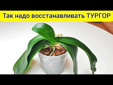 Видео: Супер способы ВОССТАНОВИТЬ ТУРГОР листьев орхидеи Реанимация орхидеи без корней орхидея без тургора