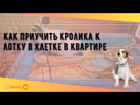 Видео: Как приучить кролика к лотку в клетке в квартире